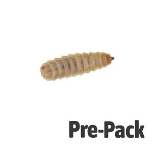 Calci Worms