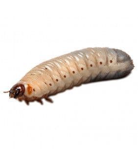 pachnoda-grub-x28-pachnoda-marginata-x29-x28-25-35mm-x29-387-p