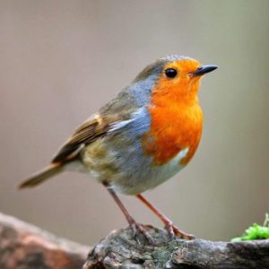 Wild Birds